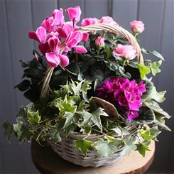A Mixed Flowering Planted Basket