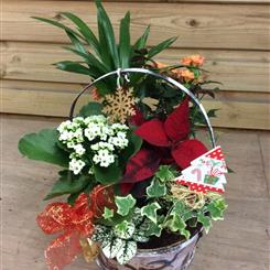 Christmas planted basket