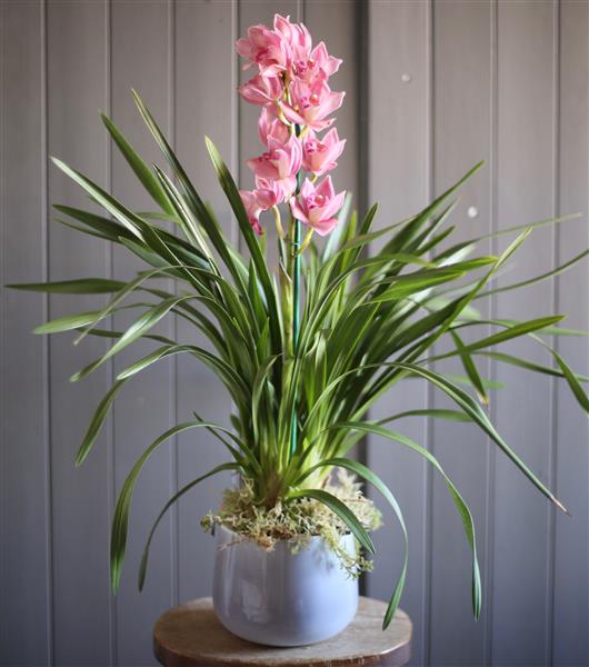 Cymbidium Orchid The Flower Girl Florist Luton